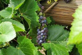 River Garden Winery - 10