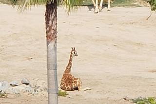 San Diego Zoo Wildlife Alliance - 101