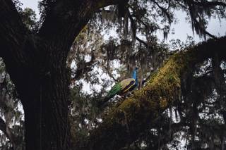 Middleton Place - 9