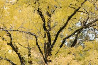 Aldridge Gardens - 9