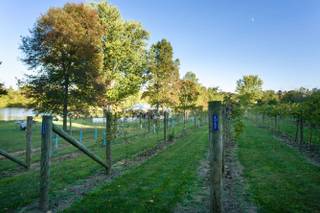 Bella Terra Vineyards - 113