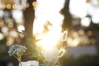 Wildblume - 9