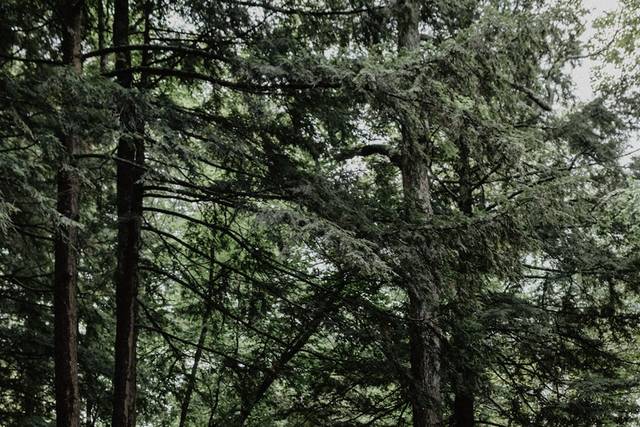 Adirondack Camp 2