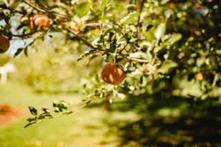 Apple Blossom Chapel and Gardens LLC - 6