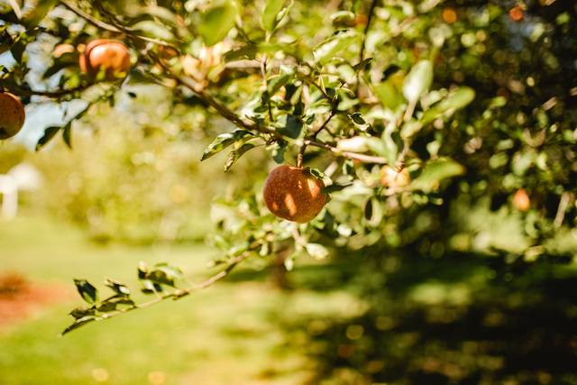 Apple Blossom Chapel and Gardens LLC 4