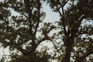 White Oak Savanna - 5