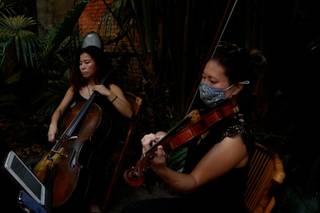 Vermilion Strings - 6