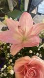 Jasmine