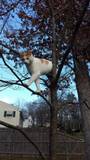 JustPlainCat