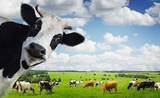 COWS