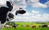 COWS