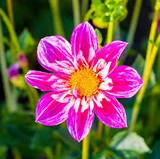 Viola