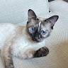Cleo