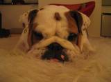 Judy.Chien