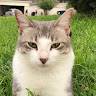 Faraz