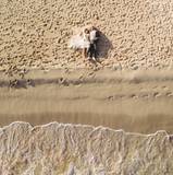Sandy