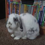Mindy