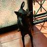 Dayro