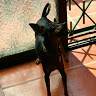 Dayro