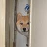 Dogwithsocks