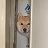 Dogwithsocks