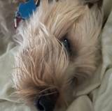 Charlie