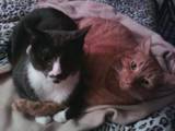 Must Love Cats
