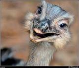 Ostrich