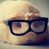 Teddy