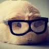 Teddy