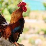 Kevin