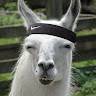 Mrdollyllama