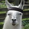 Mrdollyllama