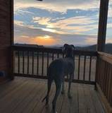 Audrey