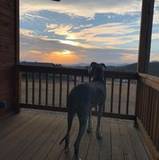 Audrey