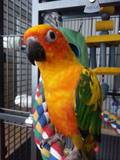 PoshBirdie