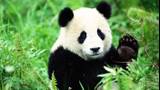 Panda Bear