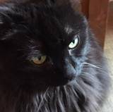 Samantha