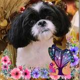 Suzi
