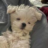 Samantha