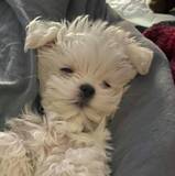 Samantha