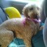 Frieda
