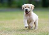 SJ