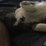 Luis