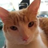 Todd