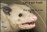 Possum