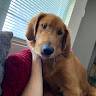 Maddisen