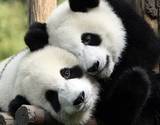 PandaInLove