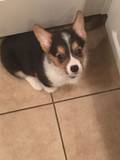 GooglyEyes