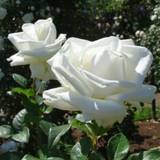 Ashpreet